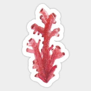 Single Coral Sticker